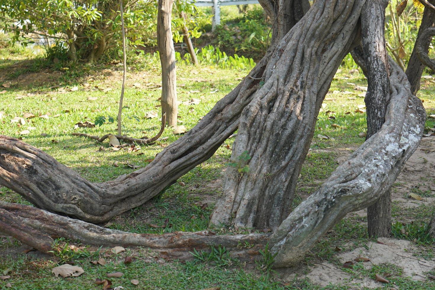 Crooked vines in the garden photo