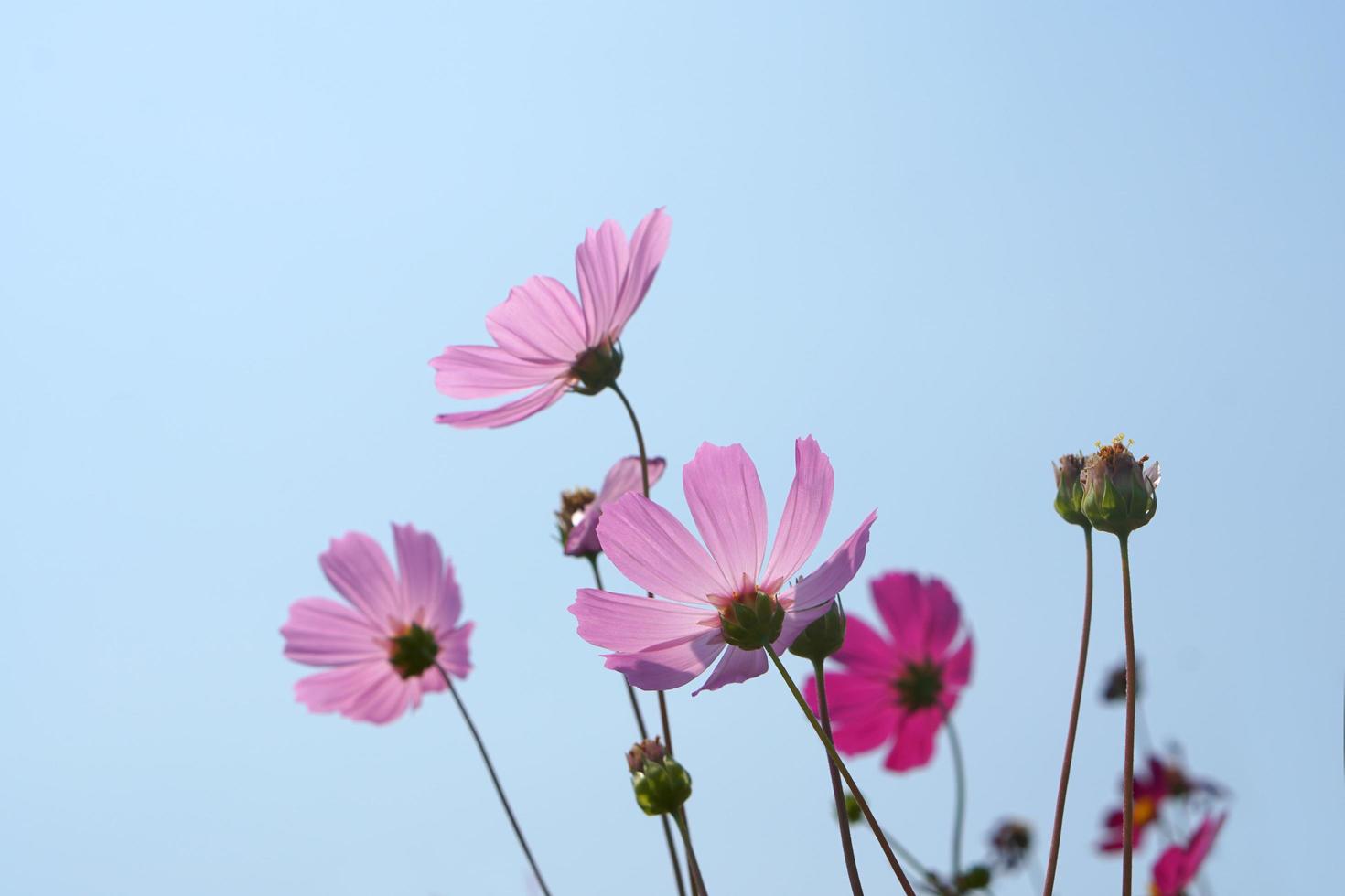 Beautiful cosmos flowers blooming in the sun blue sky background photo