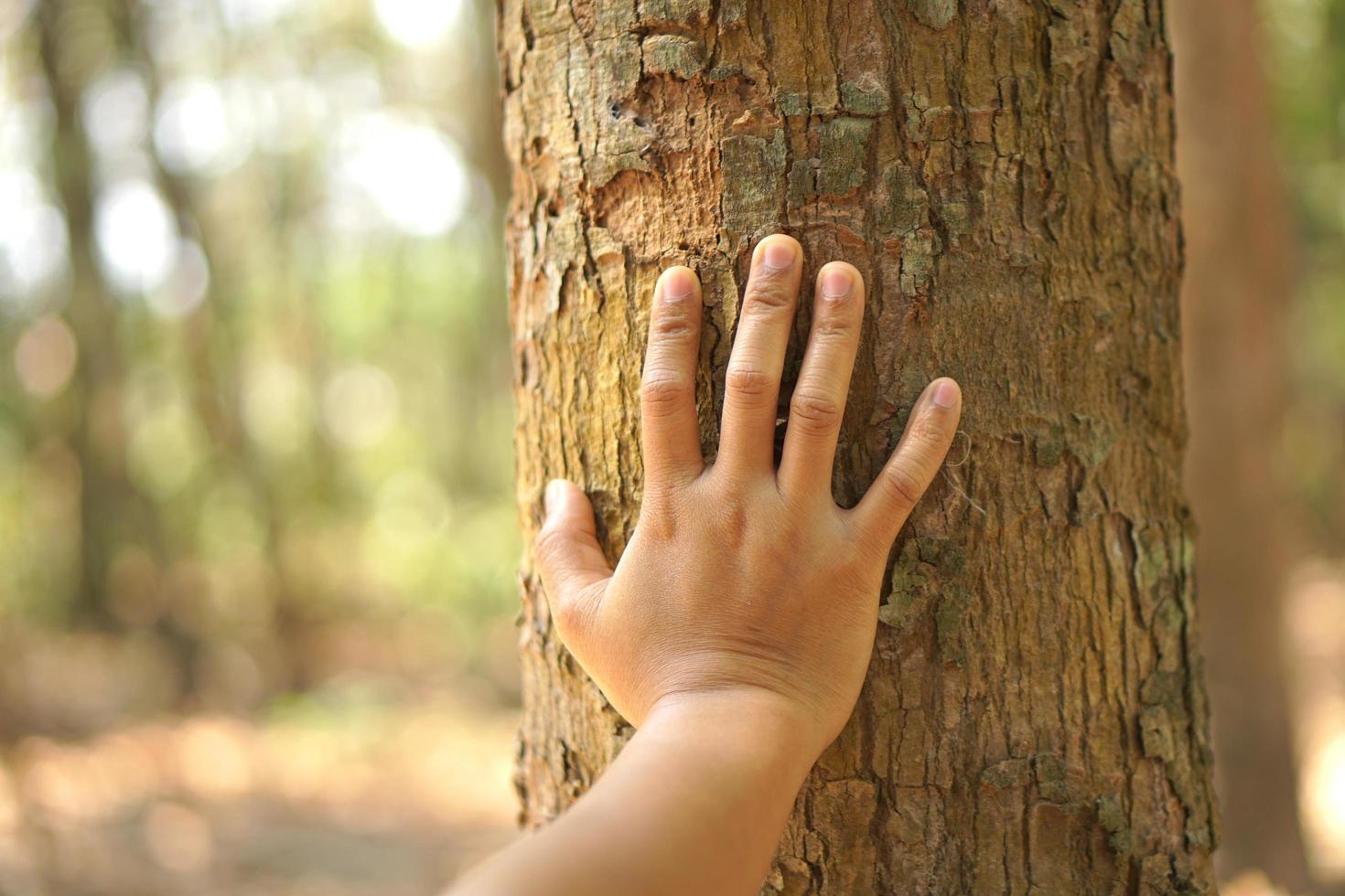 concepto de ahorro el mundo asiático mujer conmovedor un árbol foto