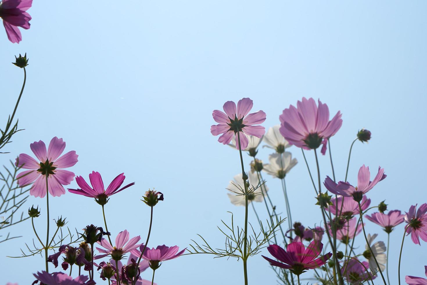 Beautiful cosmos flowers blooming in the sun blue sky background photo