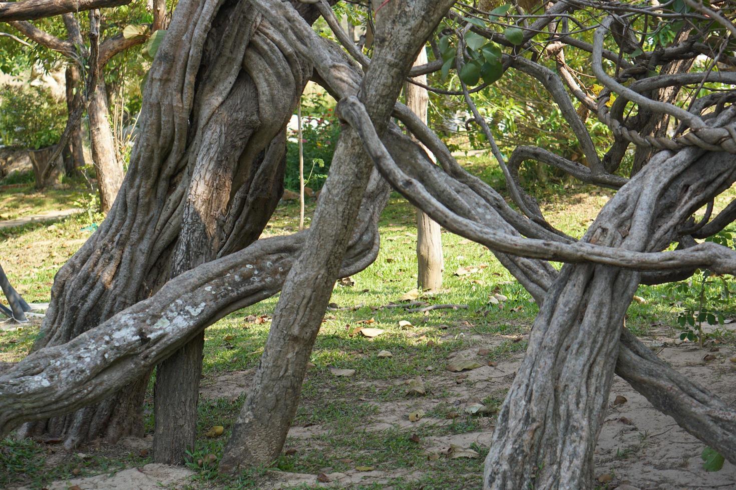 Crooked vines in the garden photo