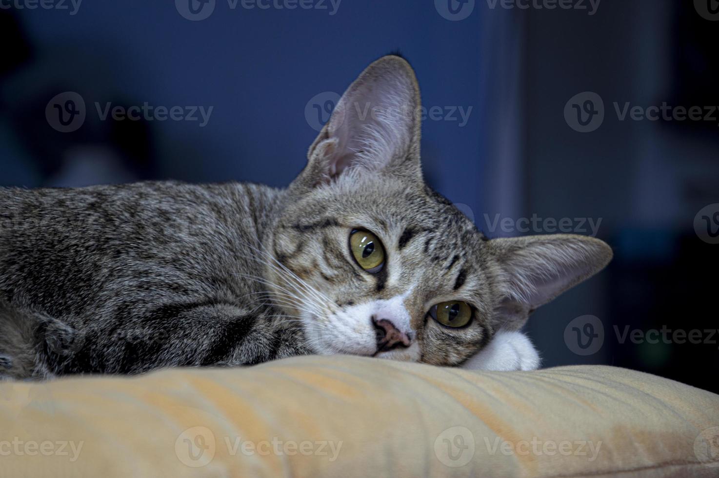 Close-up of sleeping cat, Thai cat with striped hair photo