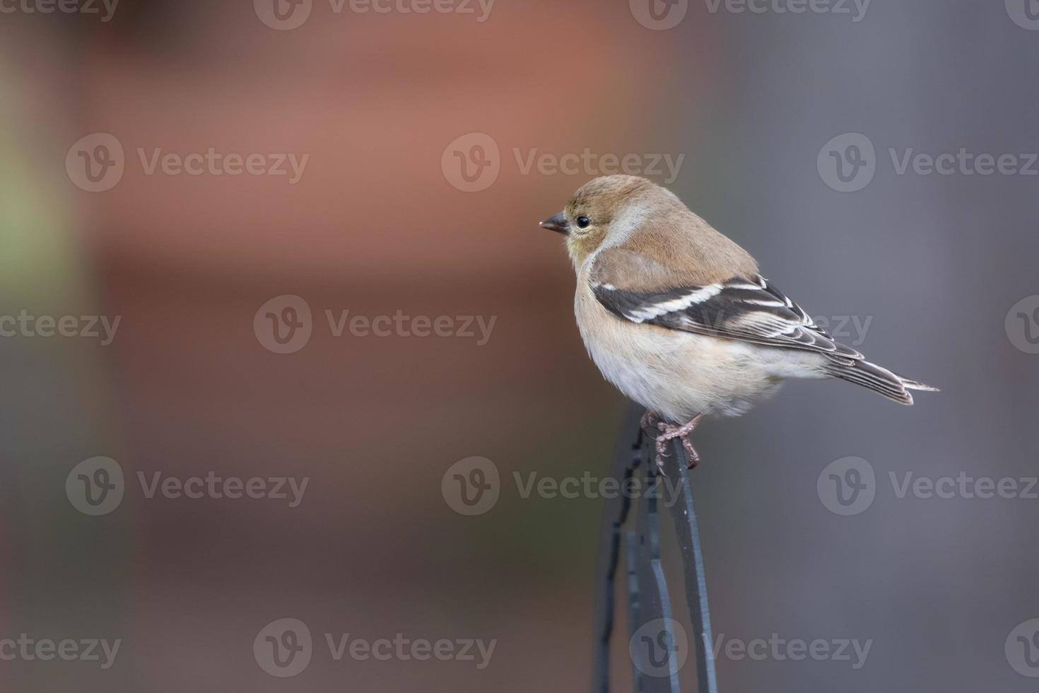 A cute goldfinch visiting a feeder in Texas during winter. photo