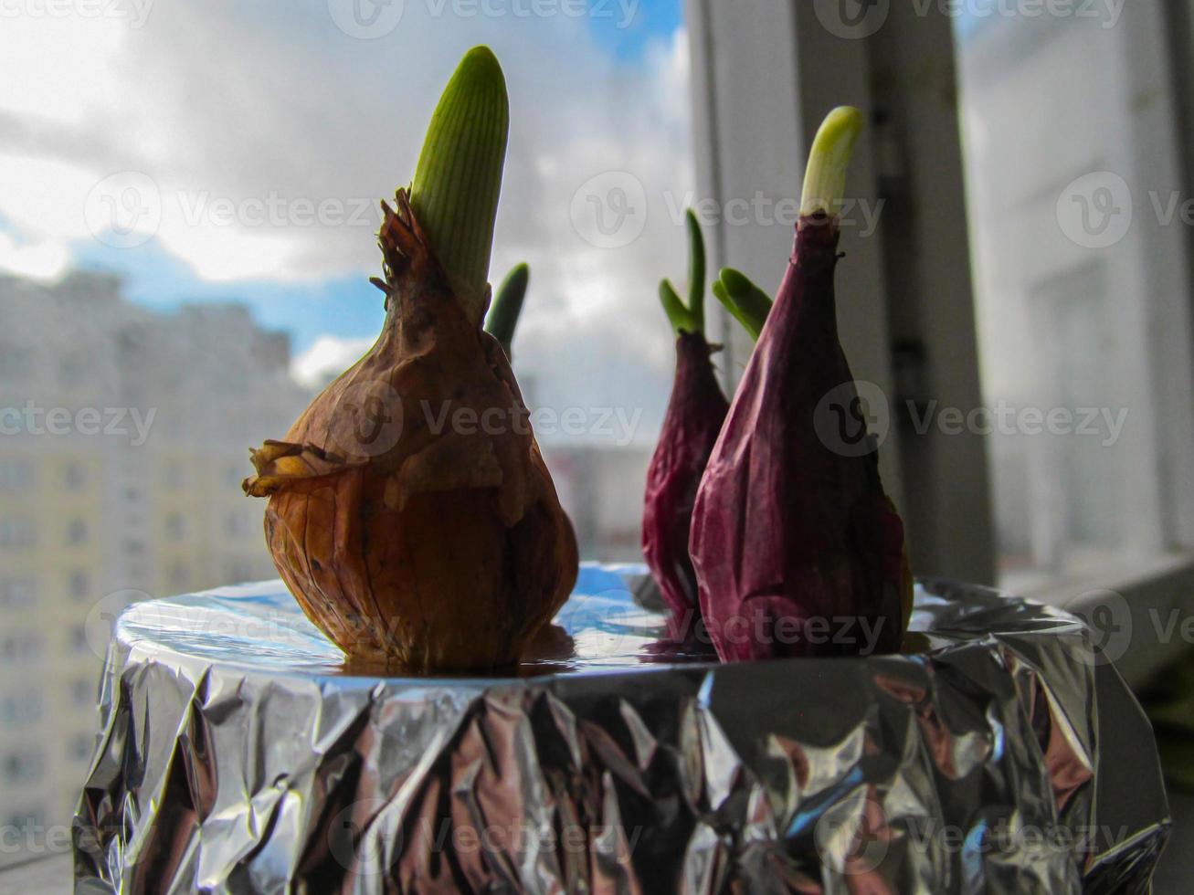 brotante semilla cebolla primavera plántulas en el ventana foto