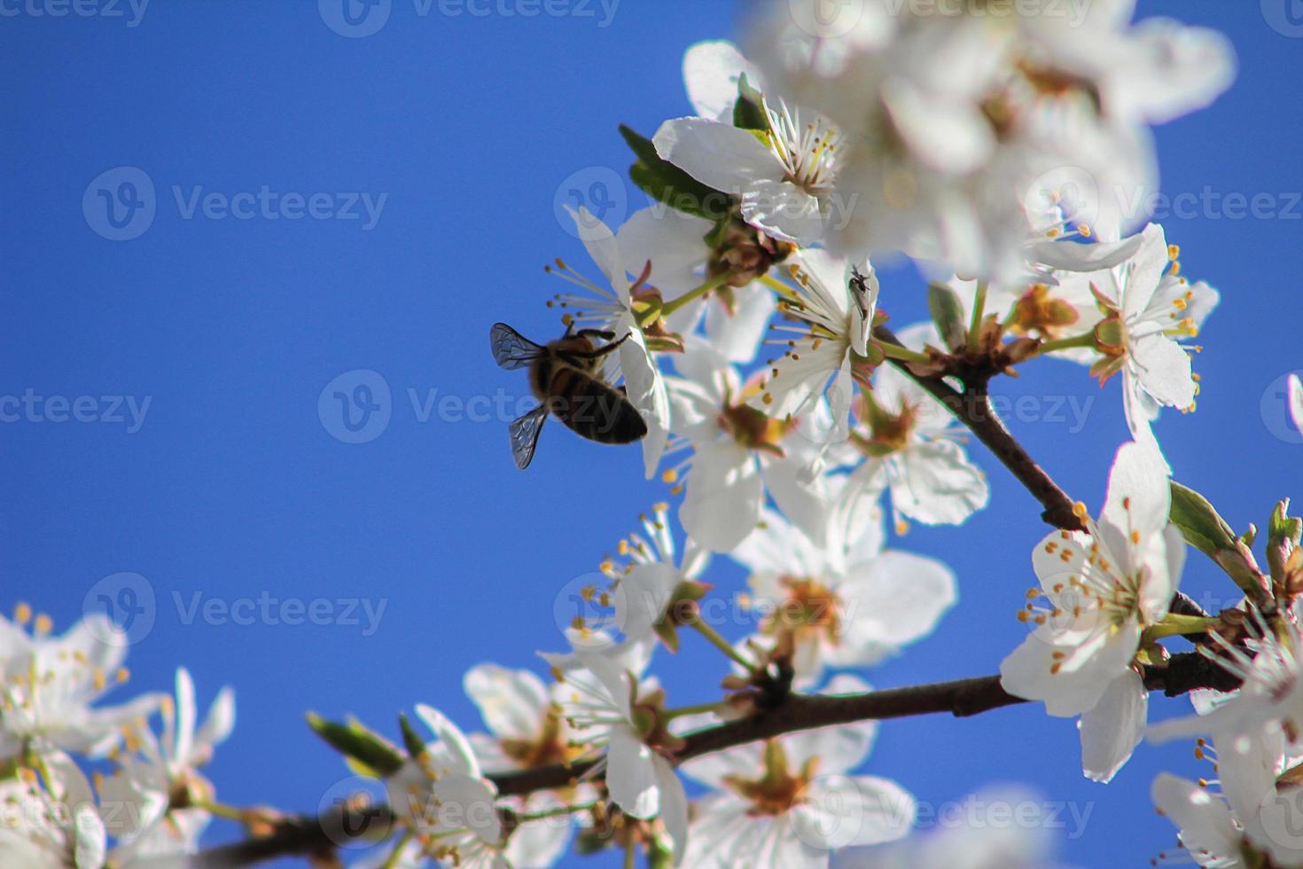 abeja polinizando Cereza flores foto