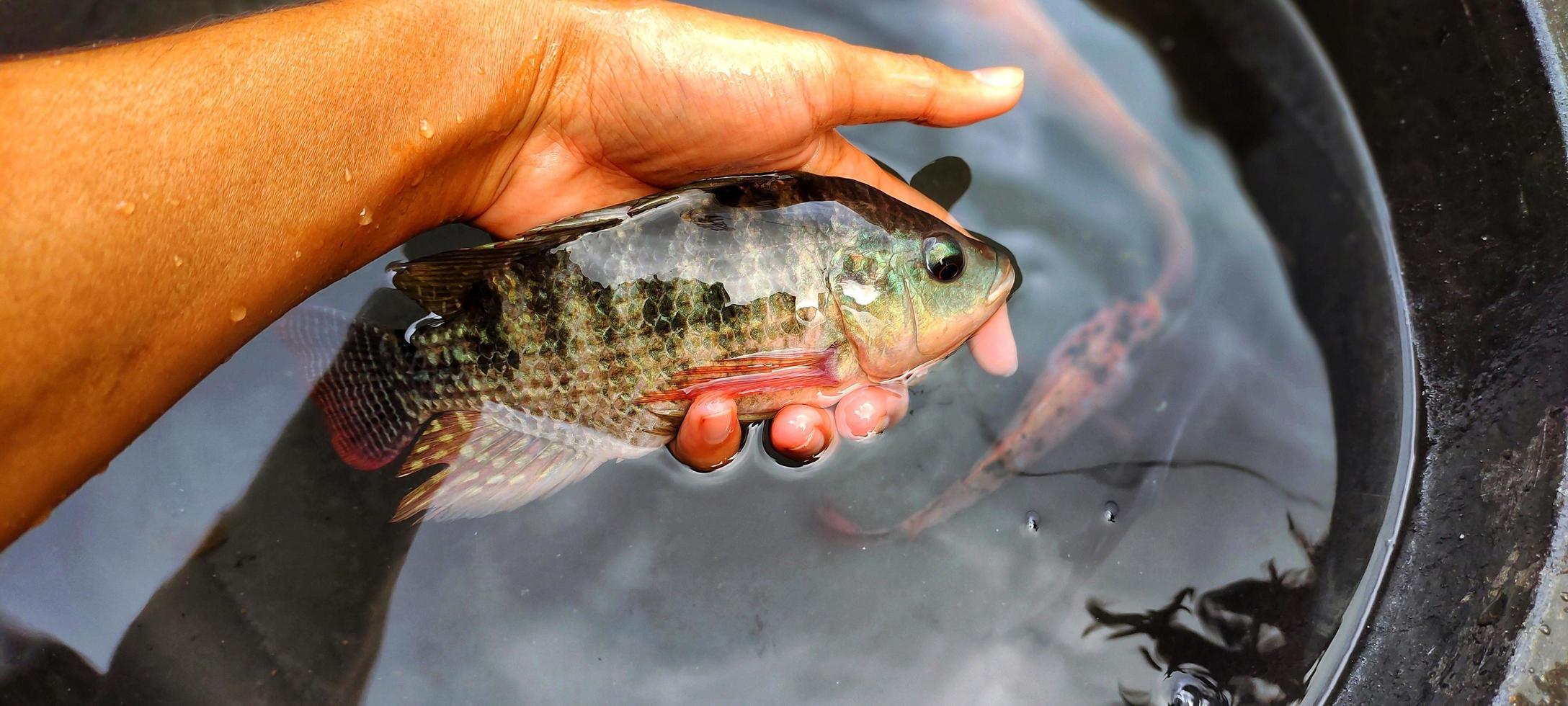 Man holding tilapia fish which looks beautiful and has beautiful colors photo