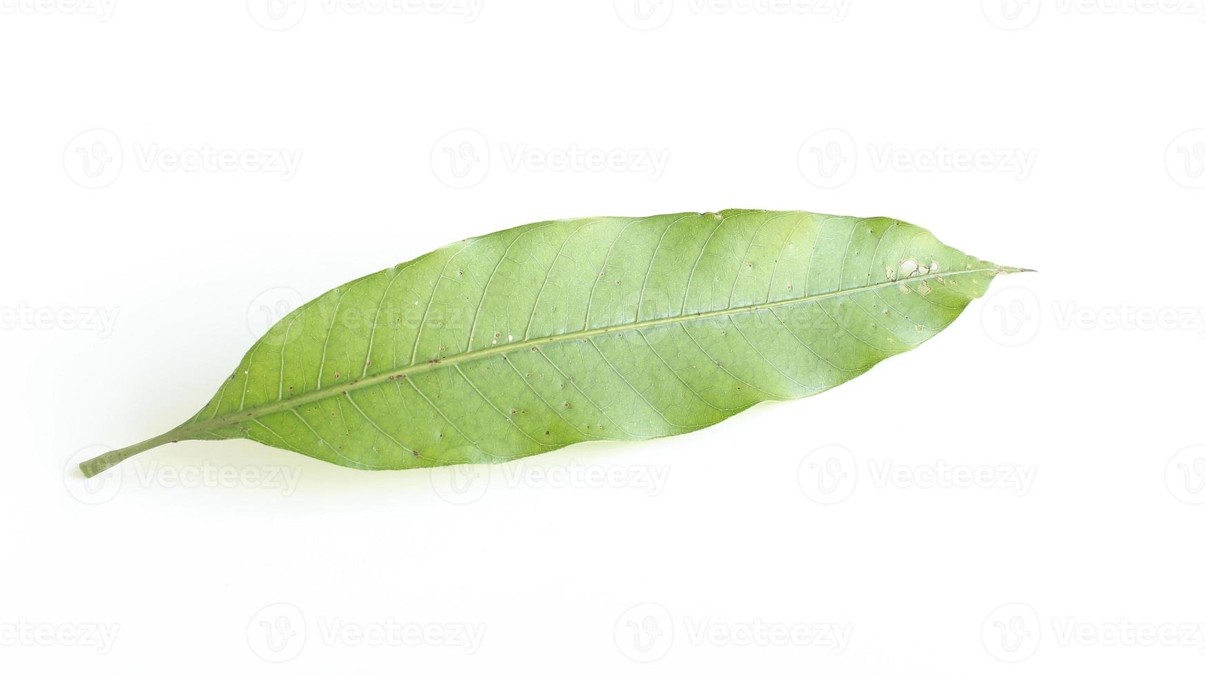 mango leaf isolated on white background.Mangifera indica leaf on white background photo