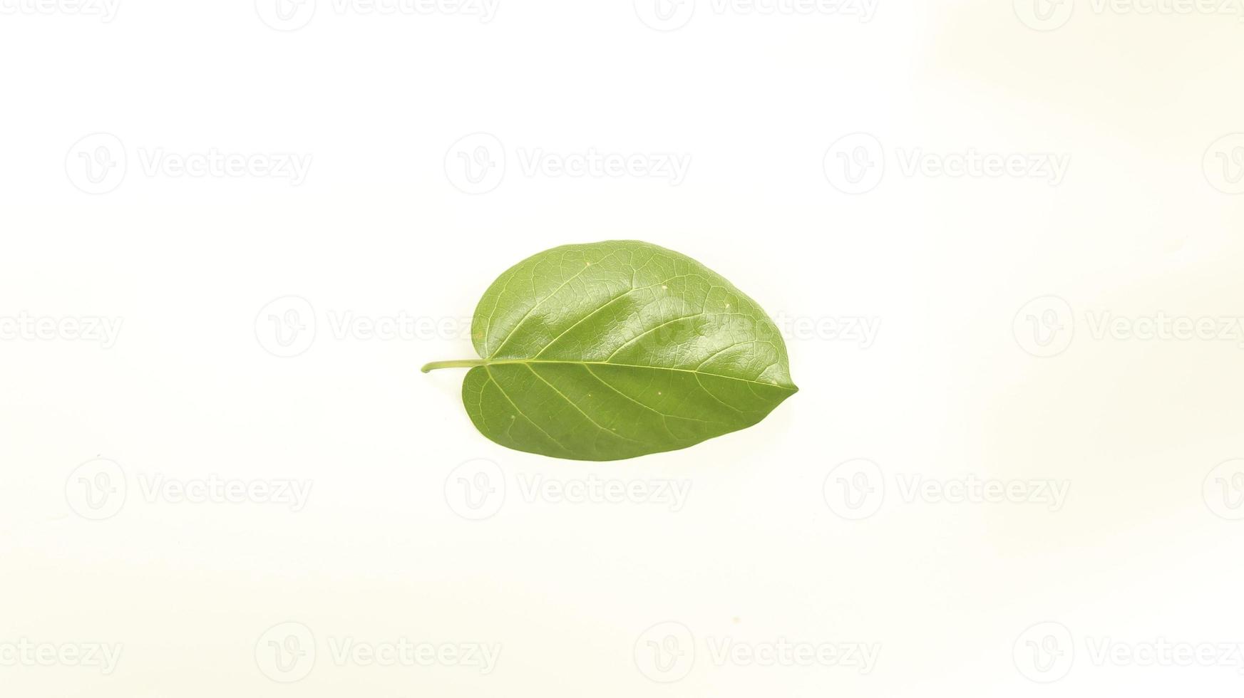 Premna serratifolia leaf.Premna integrifolia L.Premna obtusifolia R.Br leaf isolated on white background photo