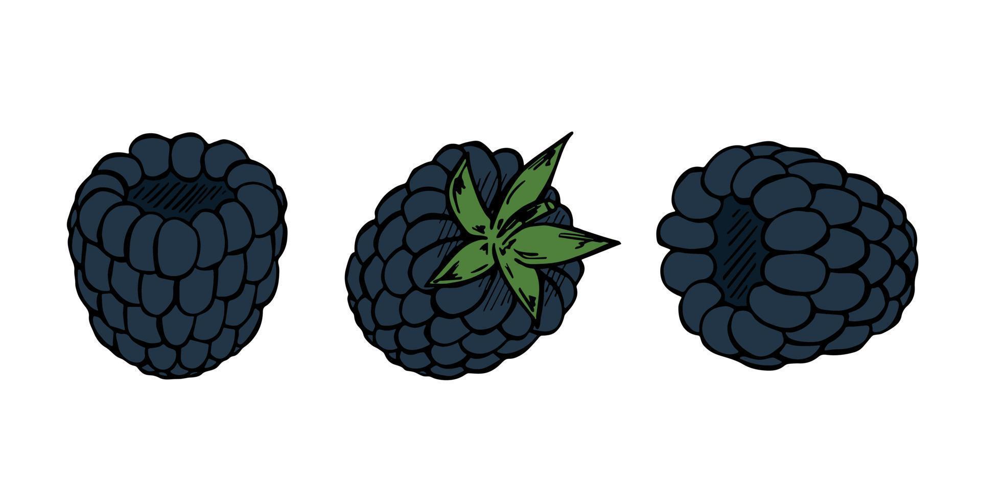 Vector set of blackberry cliparts. Hand drawn berry icon. Fruit illustration. For print, web, design, decor, logo.