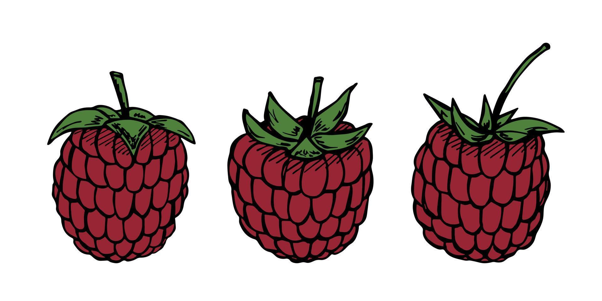 conjunto vectorial de imágenes prediseñadas de frambuesa. icono de baya dibujado a mano. ilustración de frutas para impresión, web, diseño, decoración, logotipo. vector