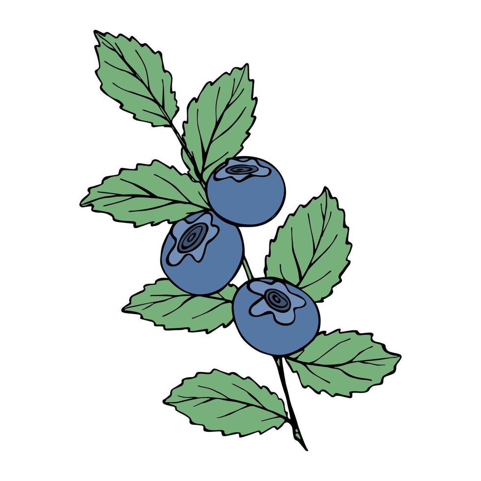 Vector blueberry clipart. Hand drawn berry icon. Fruit illustration. For print, web, design, decor, logo.