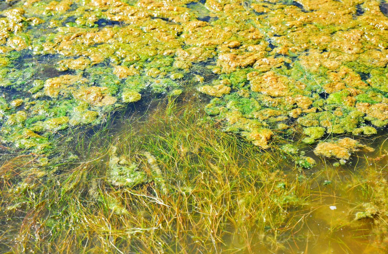 Green duckweed in the pond photo