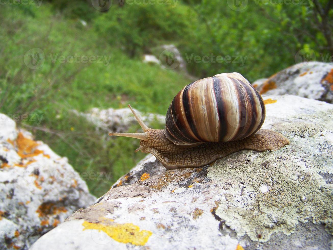 Snail crawling on the stone photo