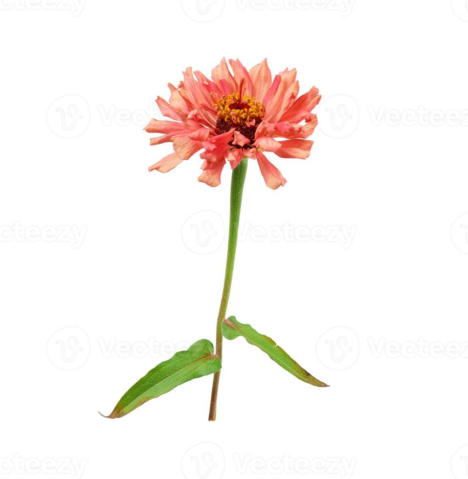 pink blooming zinnia bud on a green stem with a leaf photo