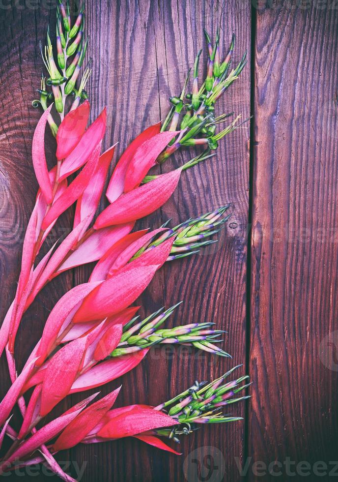 Pink flower of Billbergia on a brown wooden surface photo