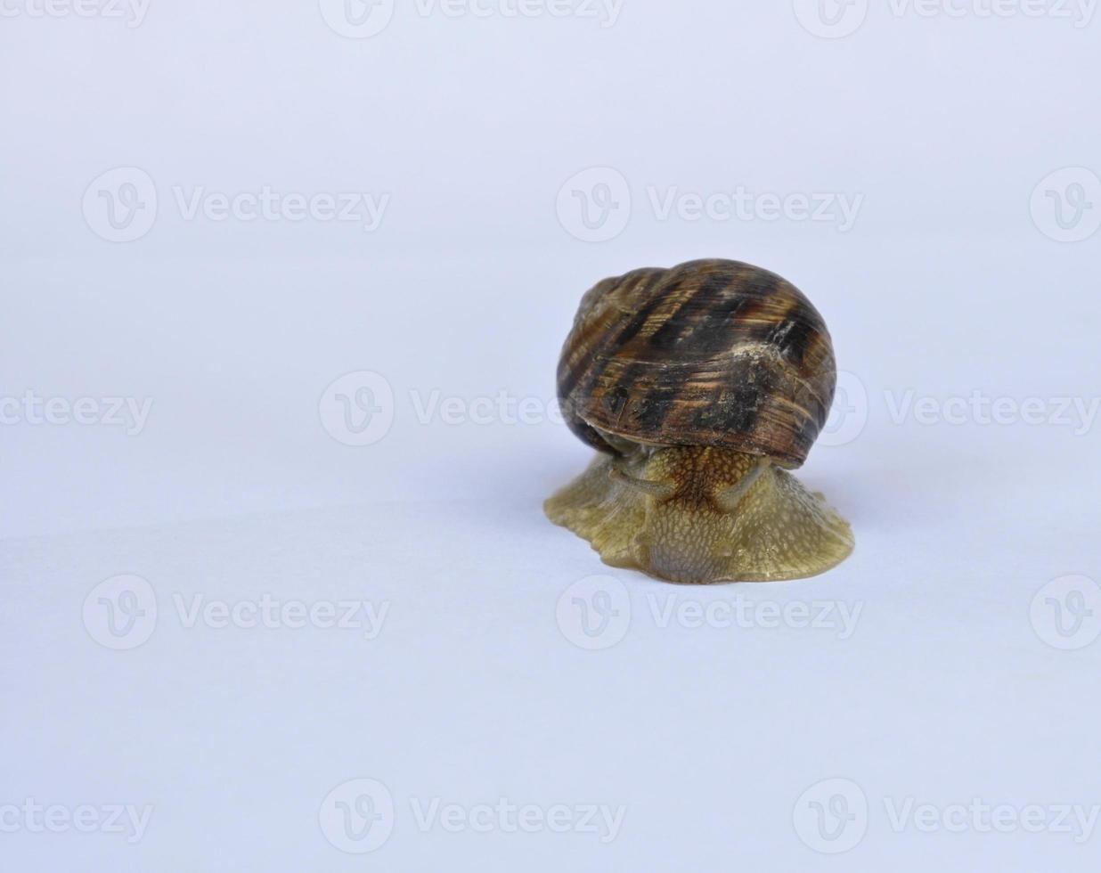 Live snail crawling on a white background photo