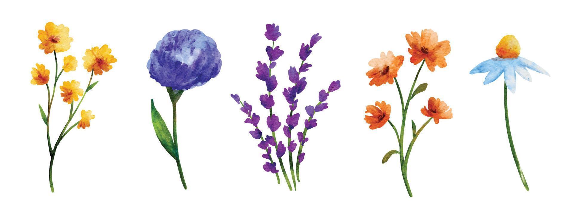 Wild flowers set in watercolor style isolated on white background. vector