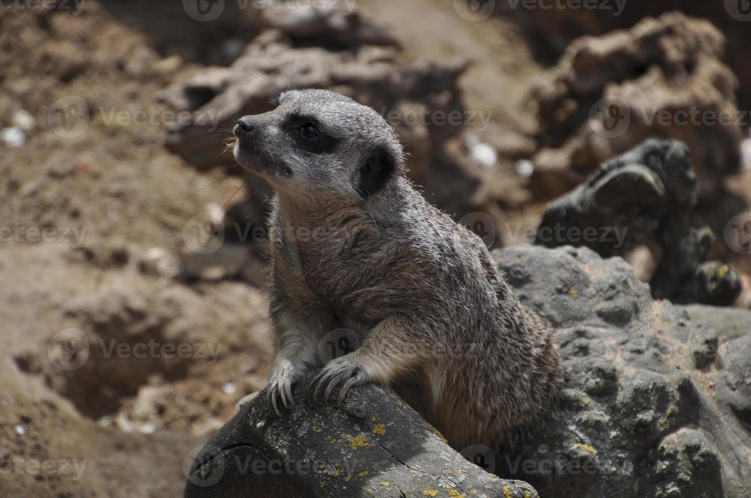 Meerkat or suricate, wild animal in action photo