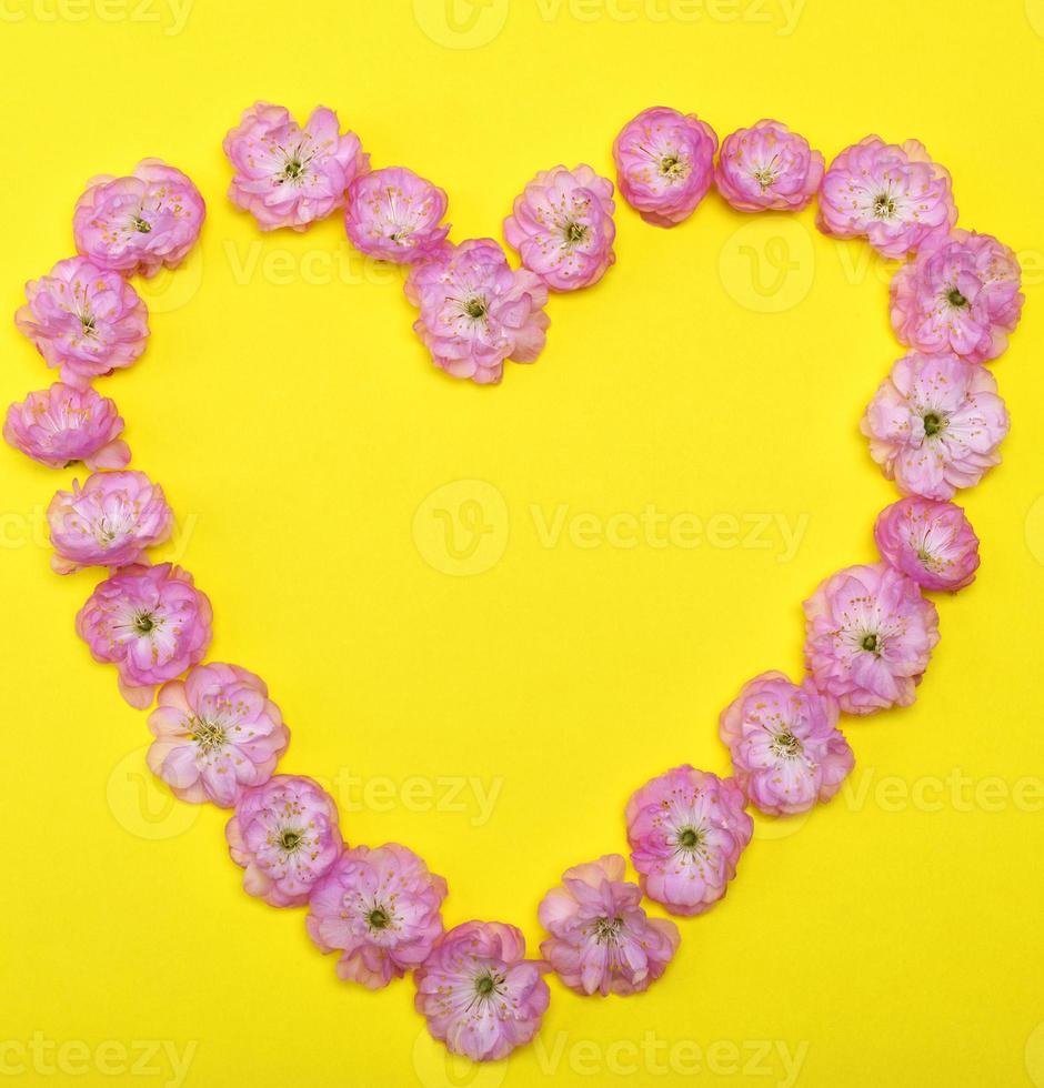 pink blossoming buds almonds trilobate on a yellow background photo