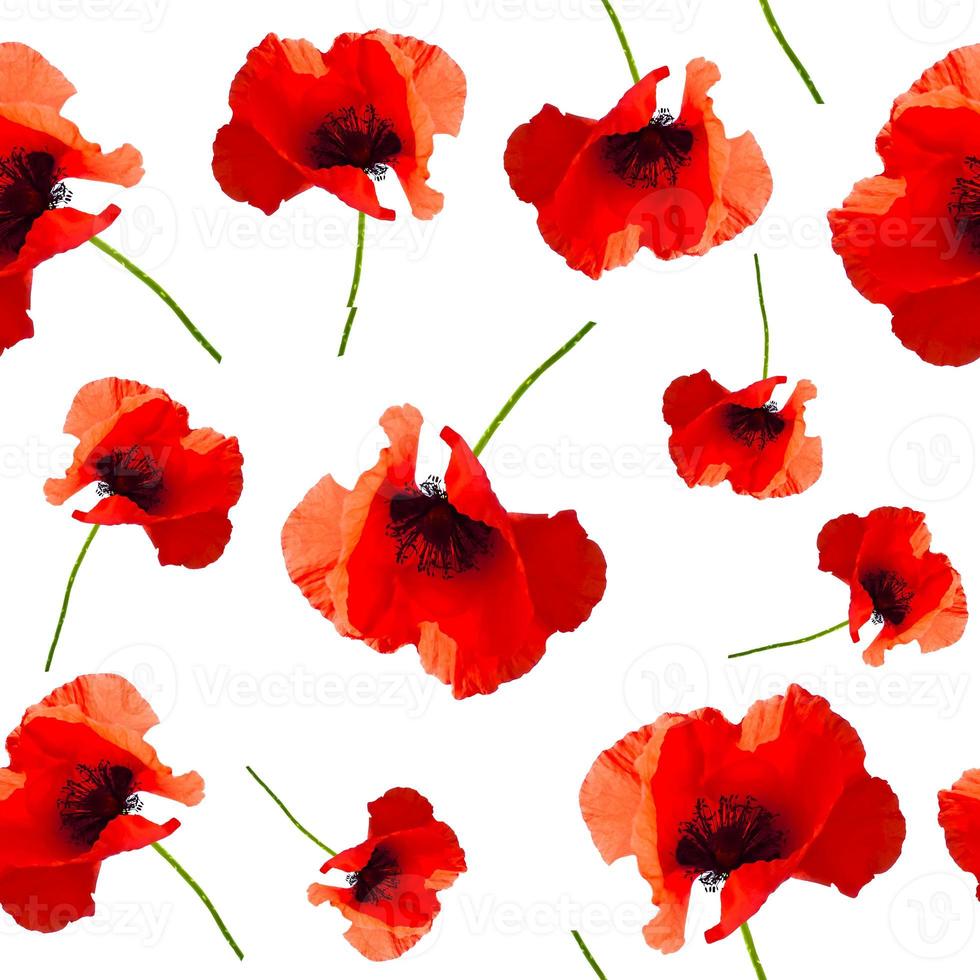 Floral patterns on a transparent background. Red poppies In a seamless pattern for the design of tissue paper wrapping wallpaper. Print. Backgrounds. photo