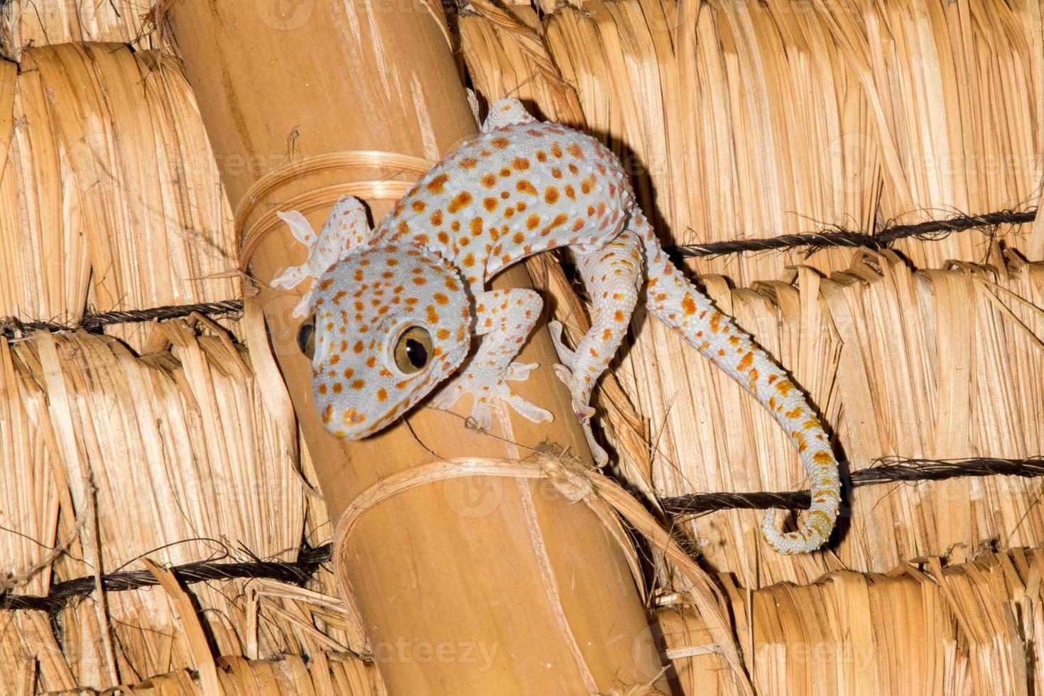 red spotted gecko portrait close up macro photo