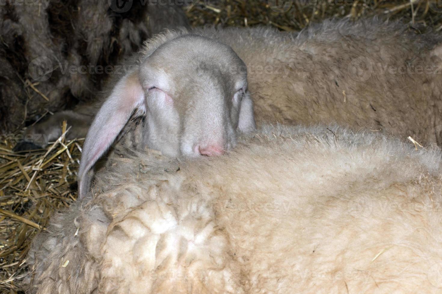 sheep sleeping on another sheep photo