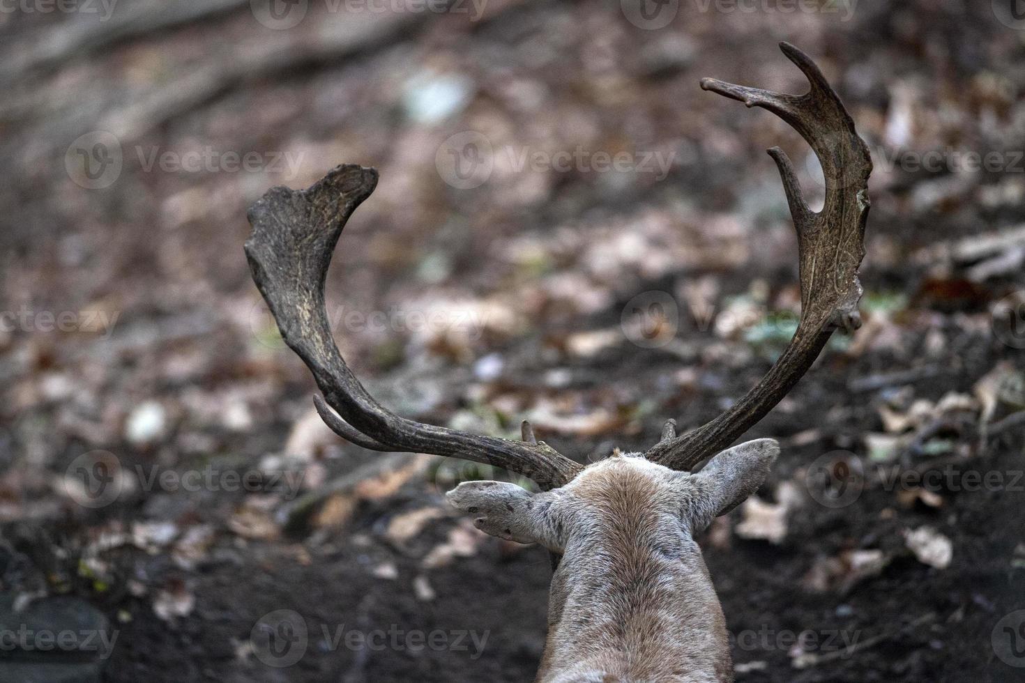 fallow deer in love season photo