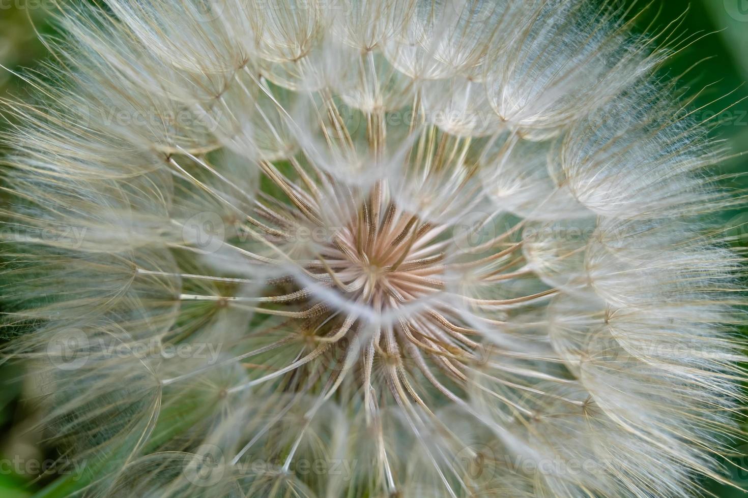 Beautiful wild growing flower seed dandelion on background meadow photo