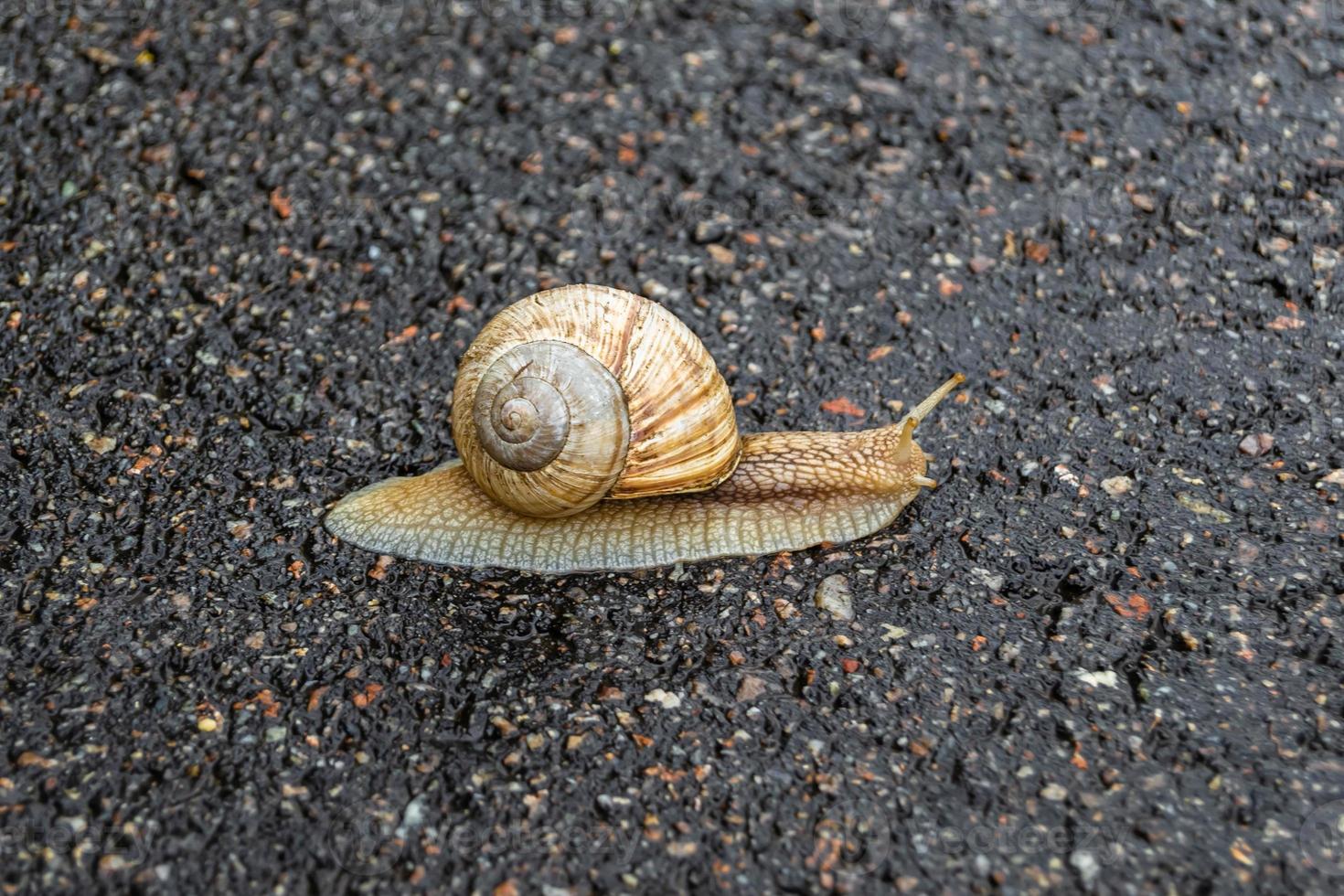 Big garden snail in shell crawling on wet road hurry home photo