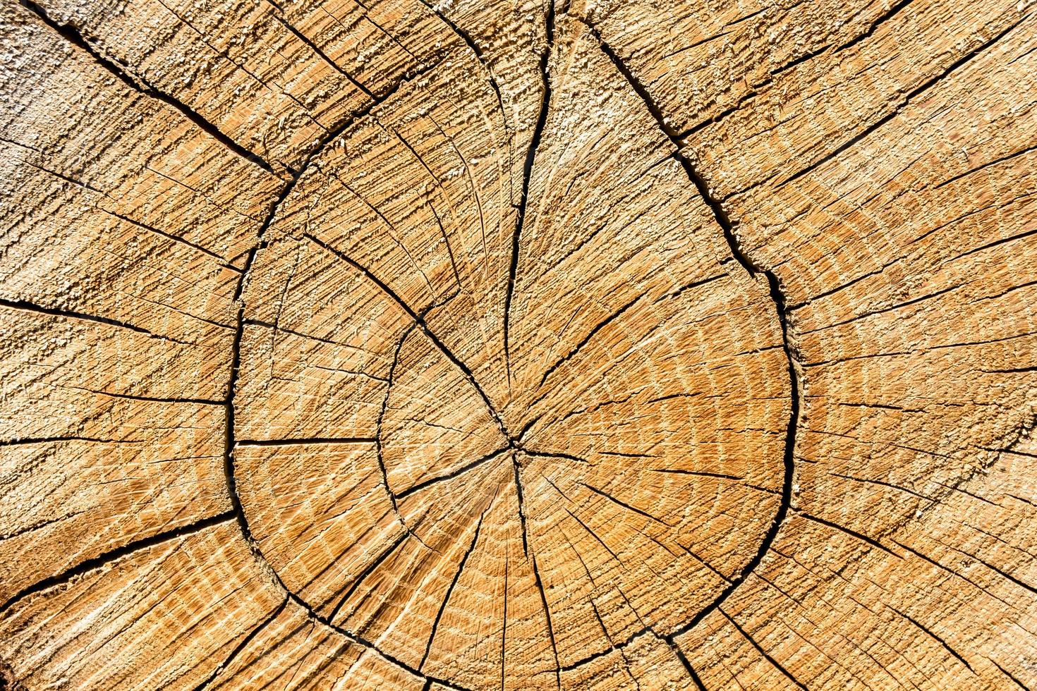 Beautiful wooden fracture old oak, natural texture close up photo