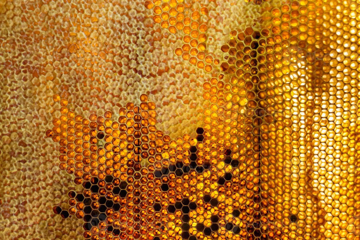 Drop of bee honey drip from hexagonal honeycombs filled with golden nectar photo