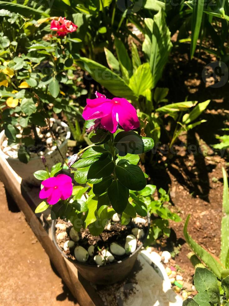 Caranthus roseus L. G. Don or better known as tapak dara or Madagascar periwinkle is a tropical plant 80 100 cm tall with pink, purple, and white flowers photo