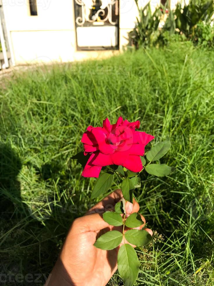 de cerca de un rosado Rosa. selectivo atención foto