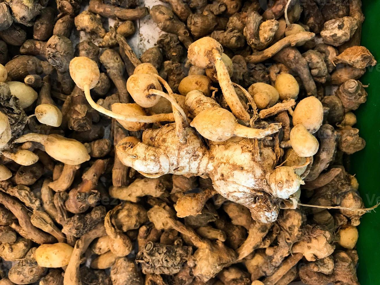 Turmeric Curcuma longa Linn rhizome or kunyit or kunir for Background photo