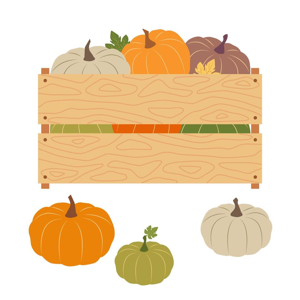 Pumpkins in wooden box. Box for storage fruit and vegetables. Vector illustration container for transportation of food. Harvesting seasonal vegetables.