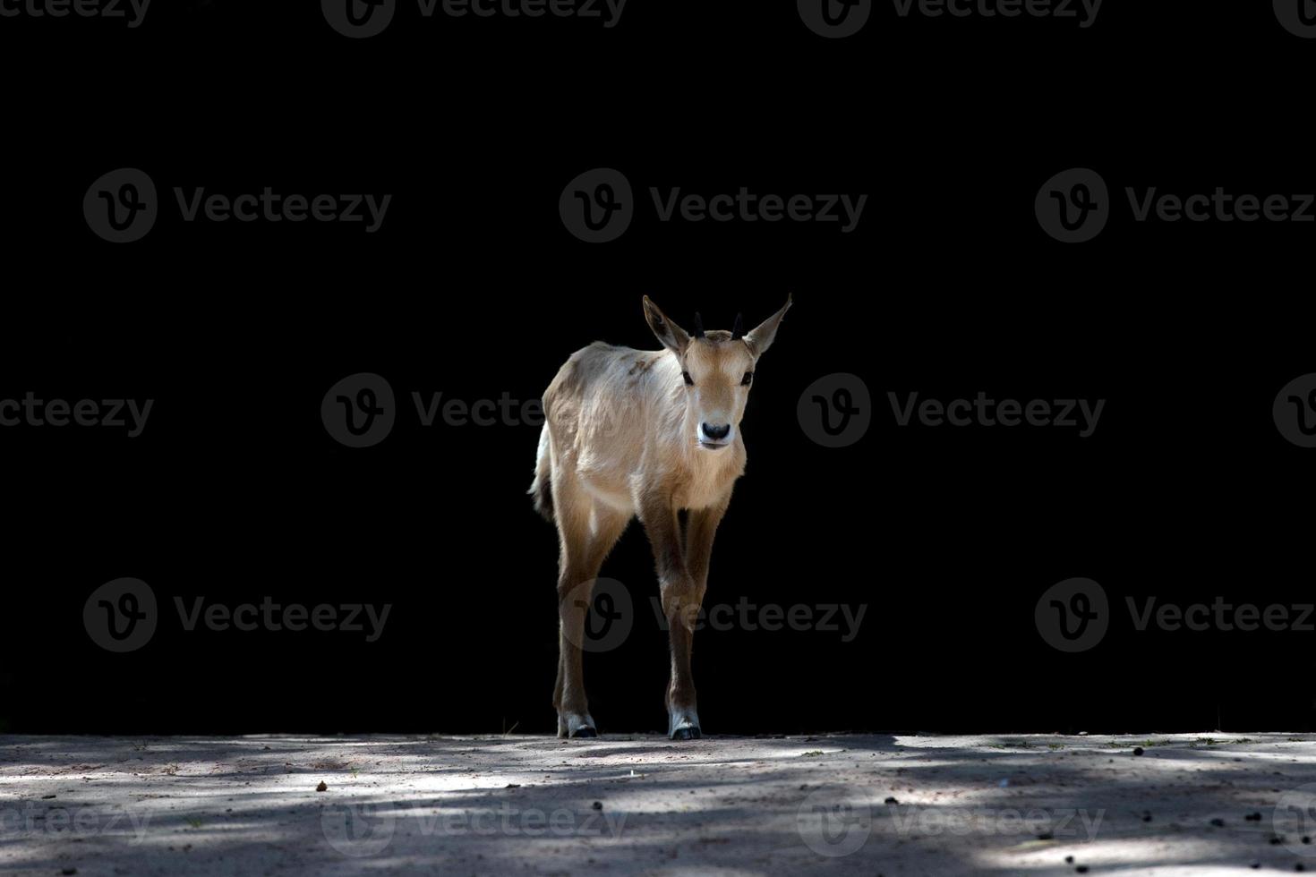 long horns african anthelope portrait photo