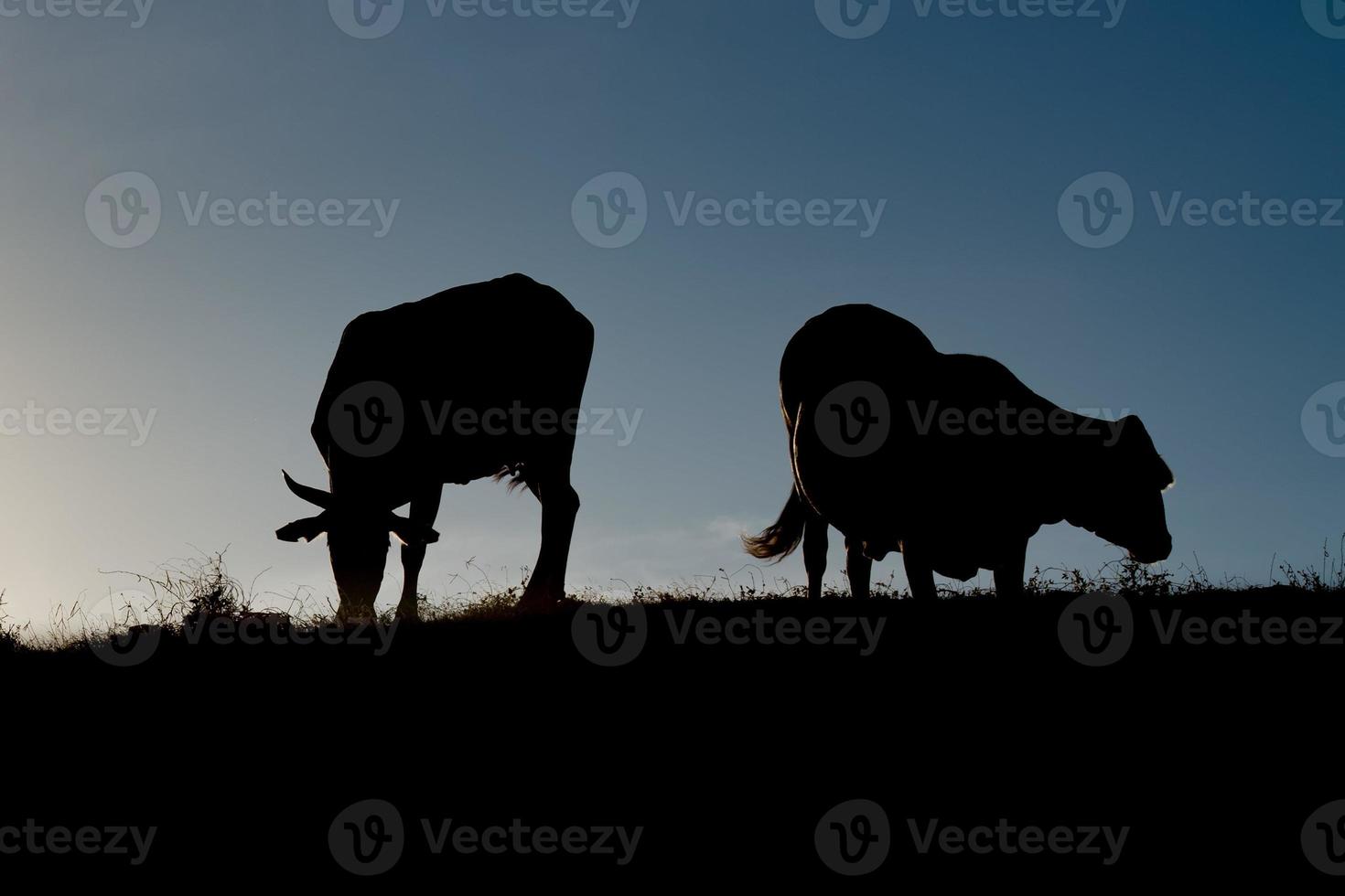 cow silhouette in black and white photo