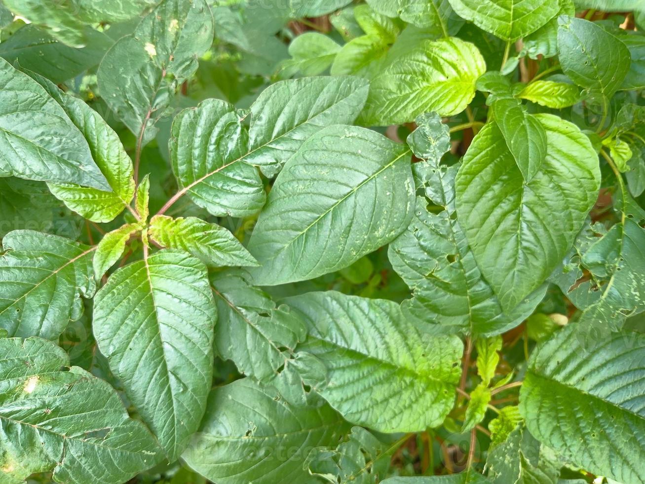 Fresh spinach leaves are green photo