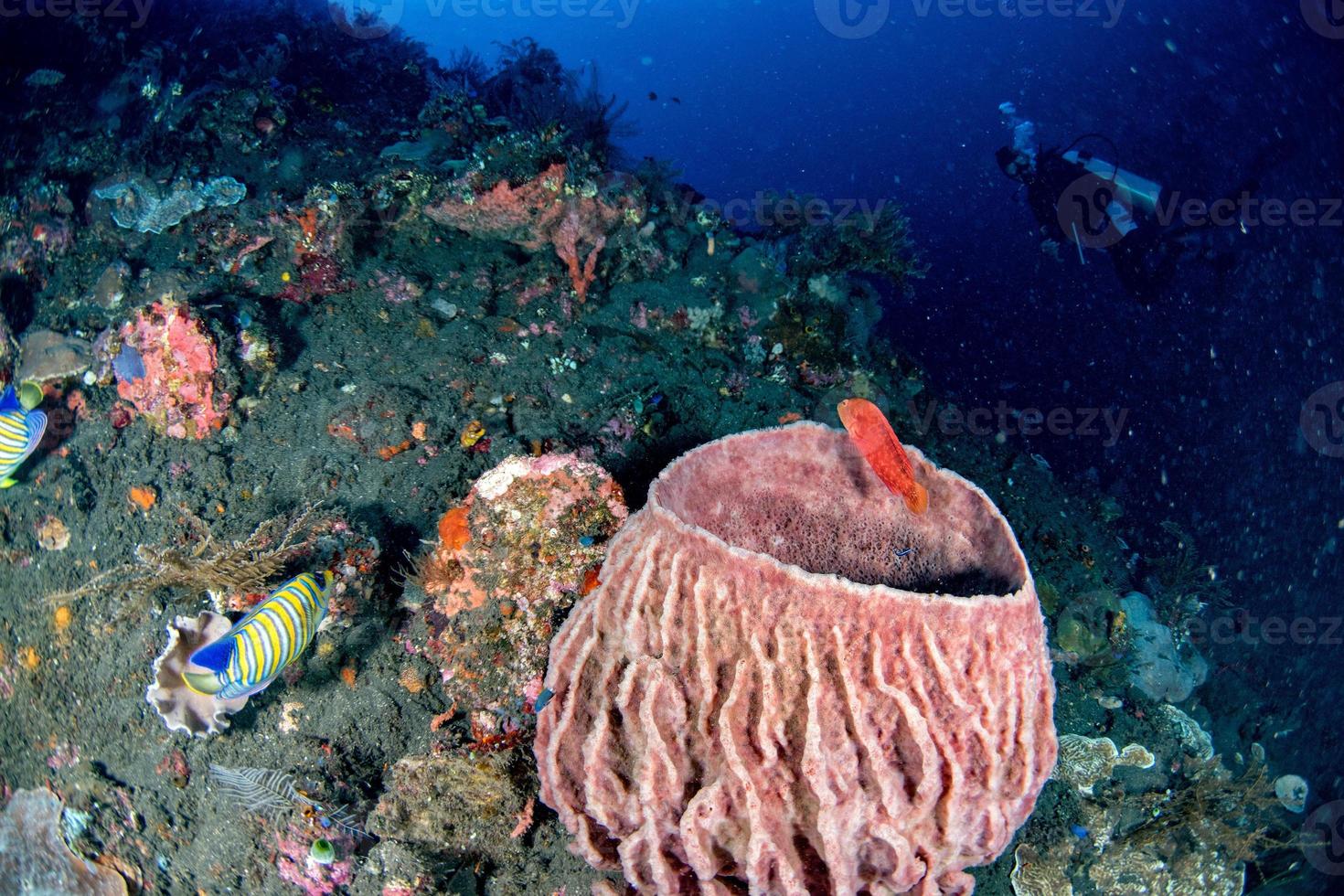 liberty Ship Wreck in indian ocean in bali tulamben photo