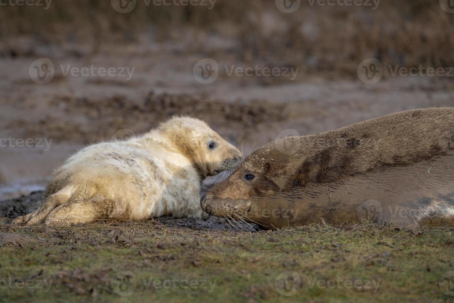 grey seal puppy and mother cow while looking at you photo