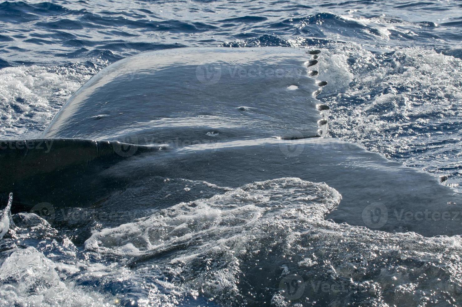 jorobado ballena muy cerca cerca arriba detalle en polinesio mar foto