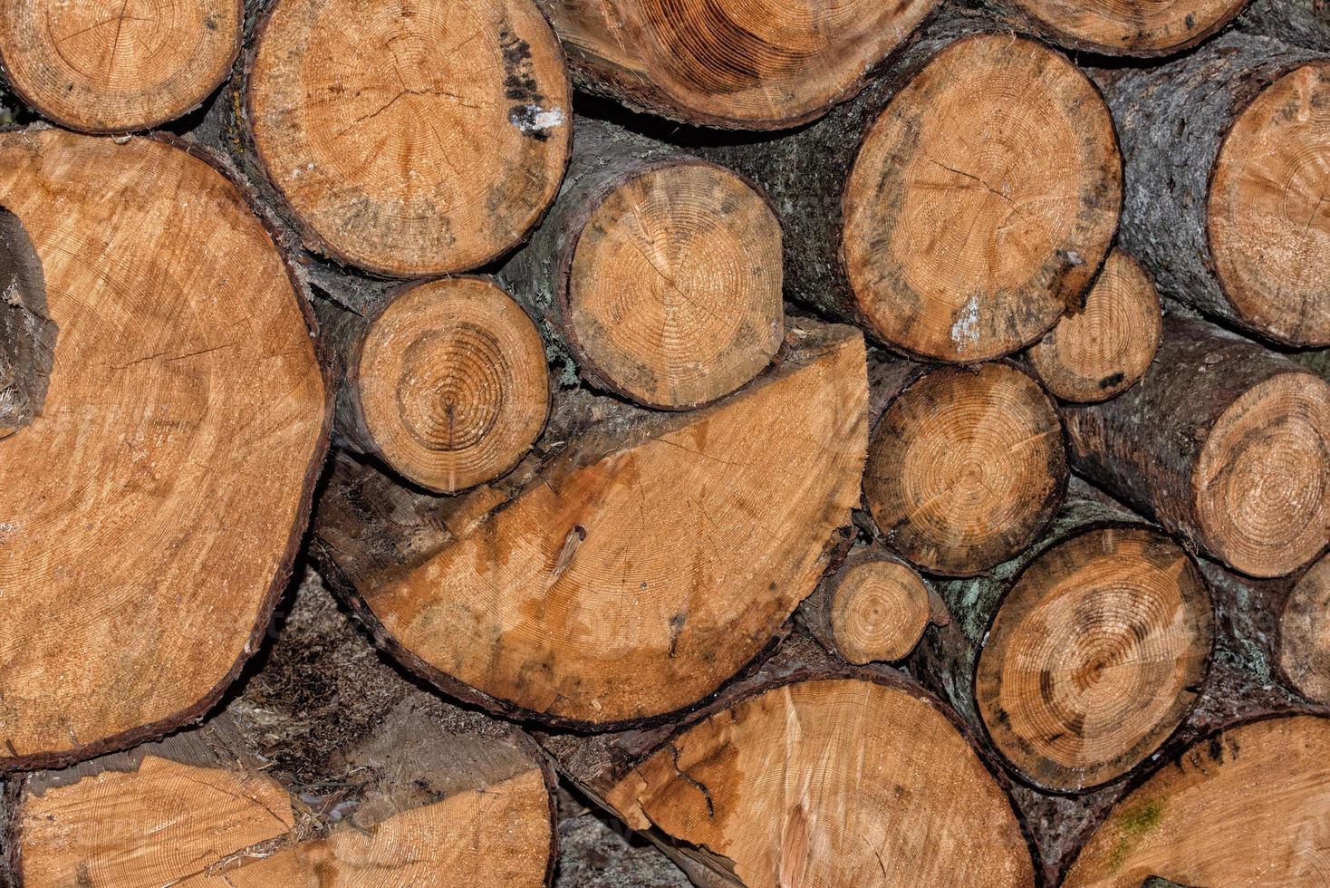 troncos de madera para el invierno foto