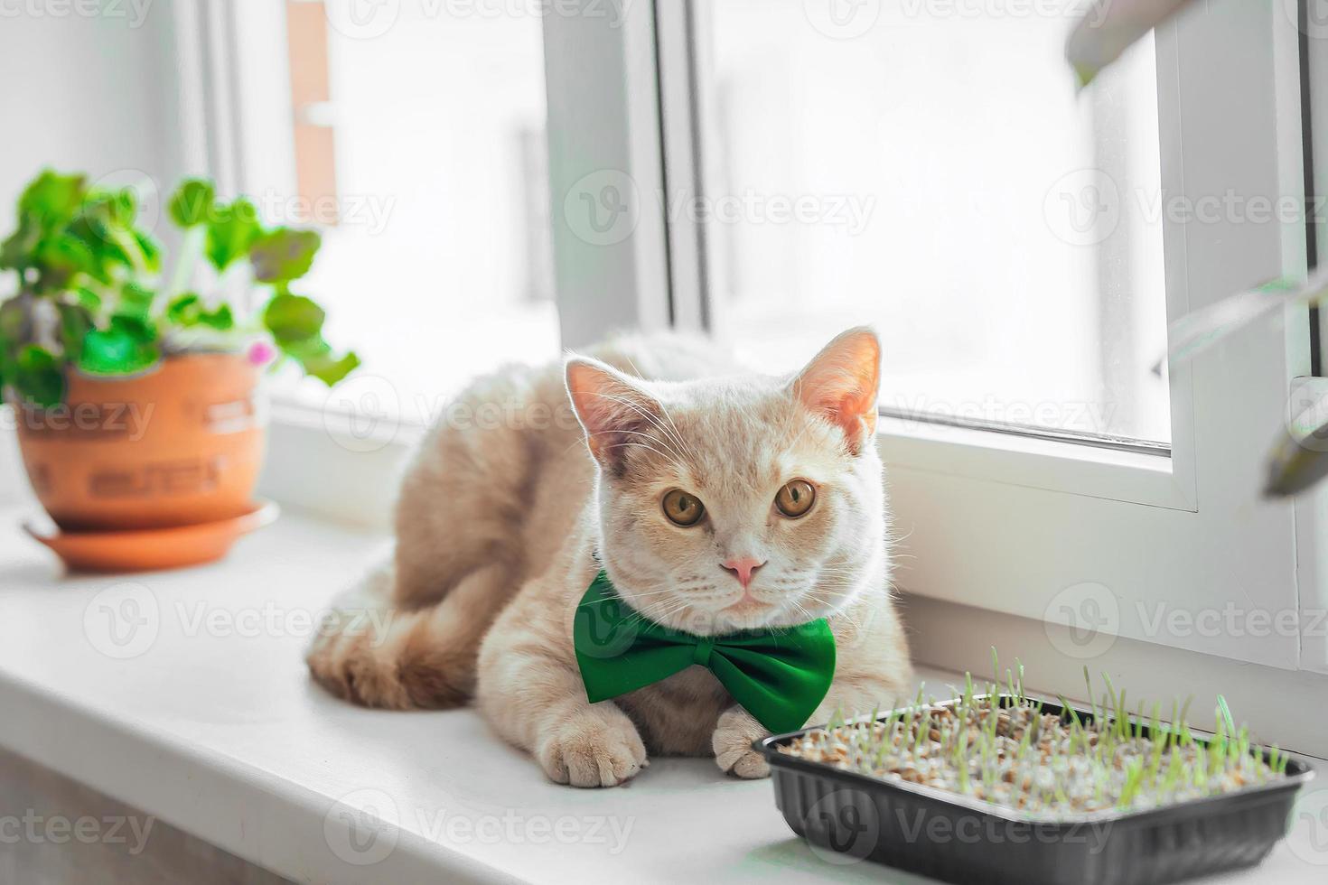 A beautiful peach cat with a green butterfly bow around his neck lies on the window near the germinated grass for animals. Spring holiday St. Patrick's day and pets photo