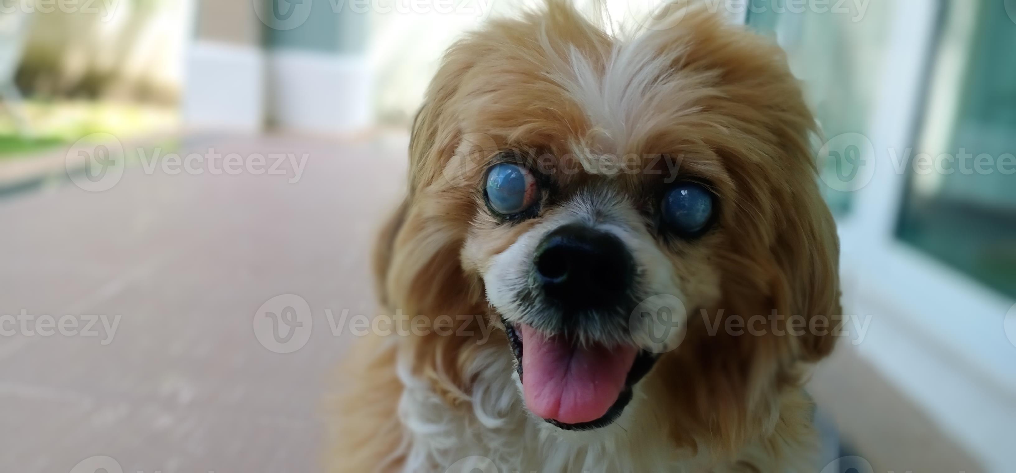 Closeup of Lhasa Apso was cataract eyes. 20208500 Stock Photo at Vecteezy