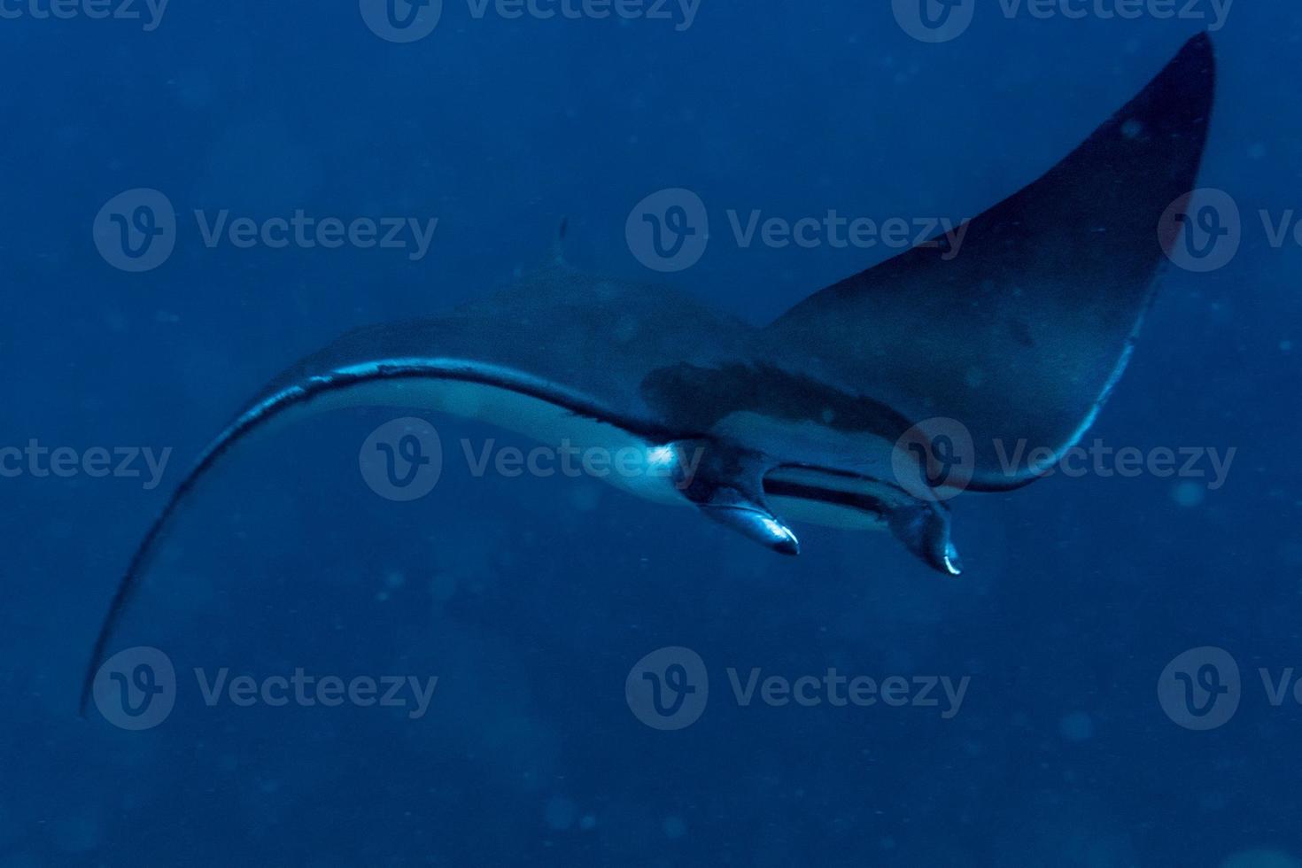 Nusa Penida Bali mobula Manta ray close up portrait photo
