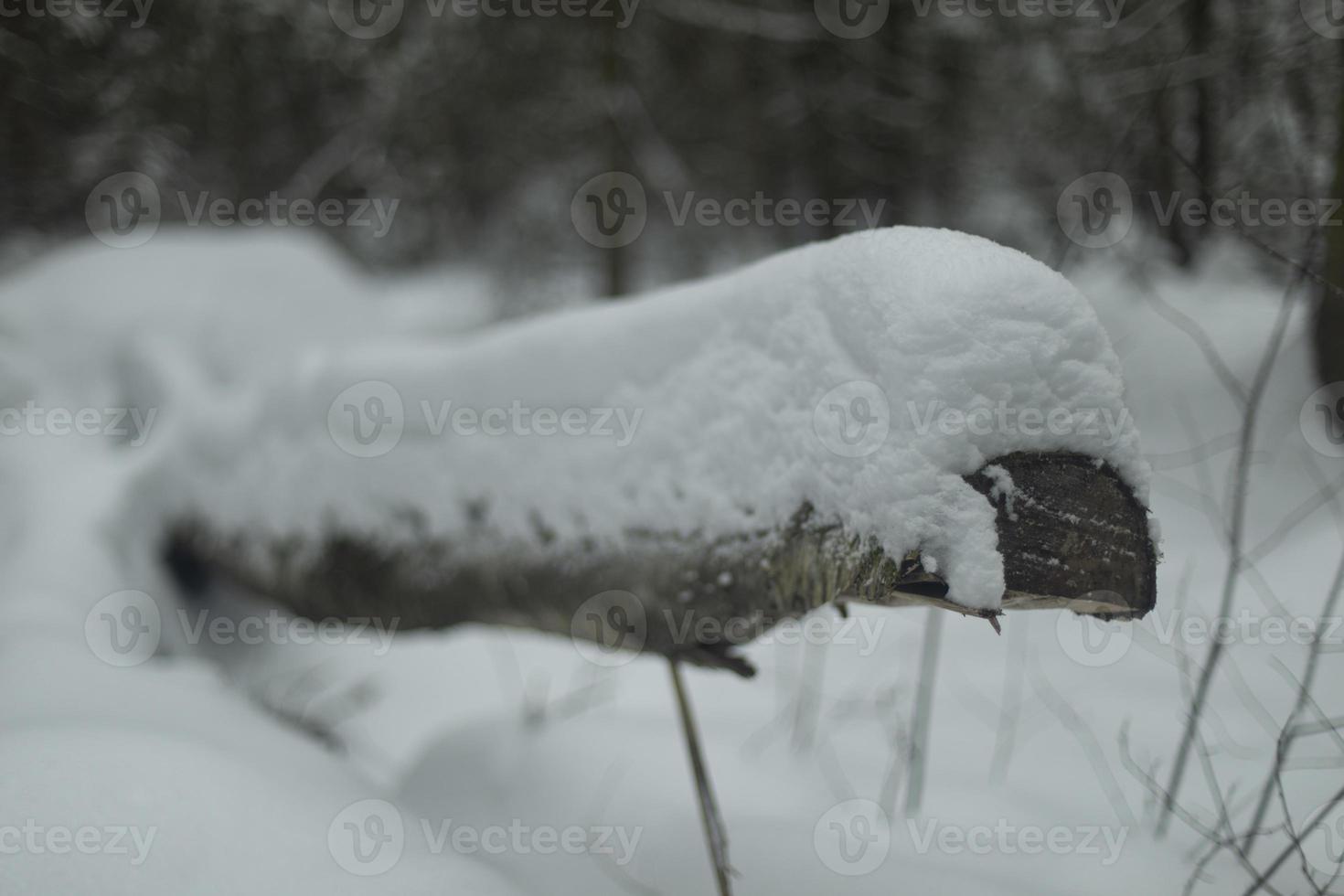 Broken tree in snow. Snow on log. Dry sawn wood. photo