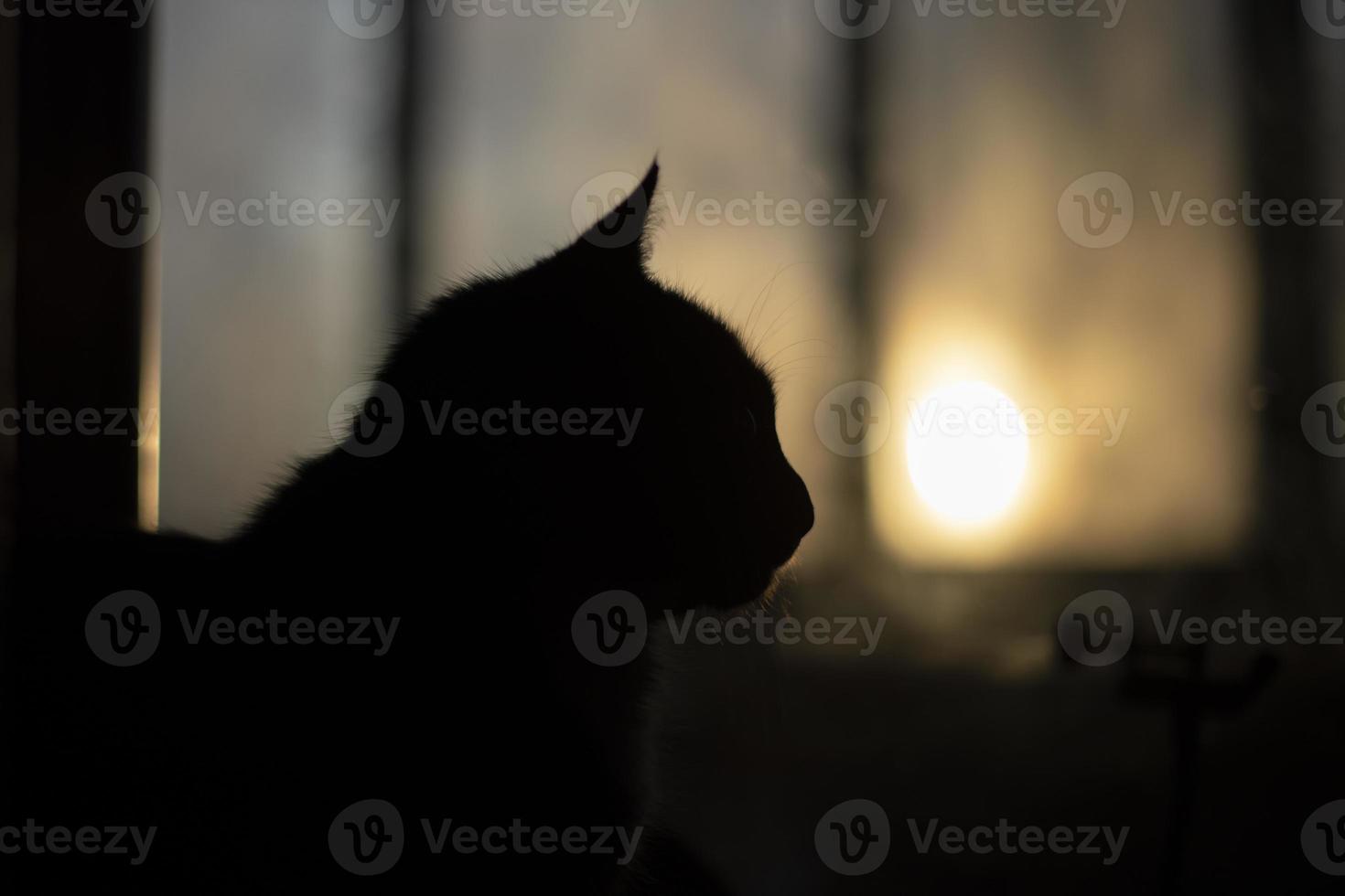 Silhouette of cat on background of window. Pet at home. Black cat in morning. photo