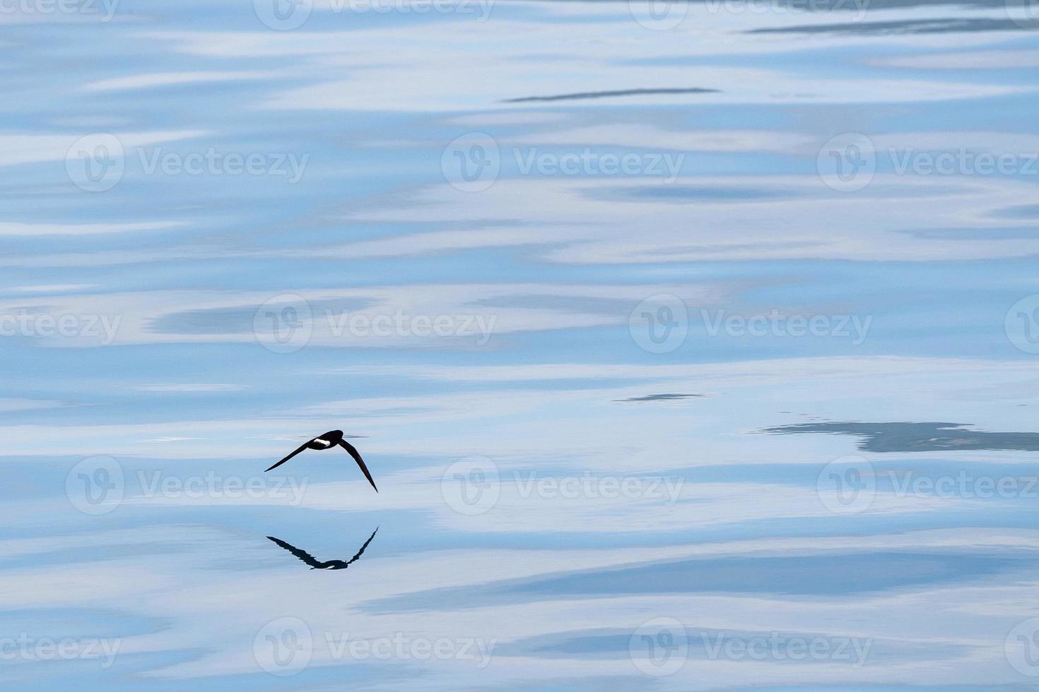 Storm petrel bird flying in mediterranean sea photo