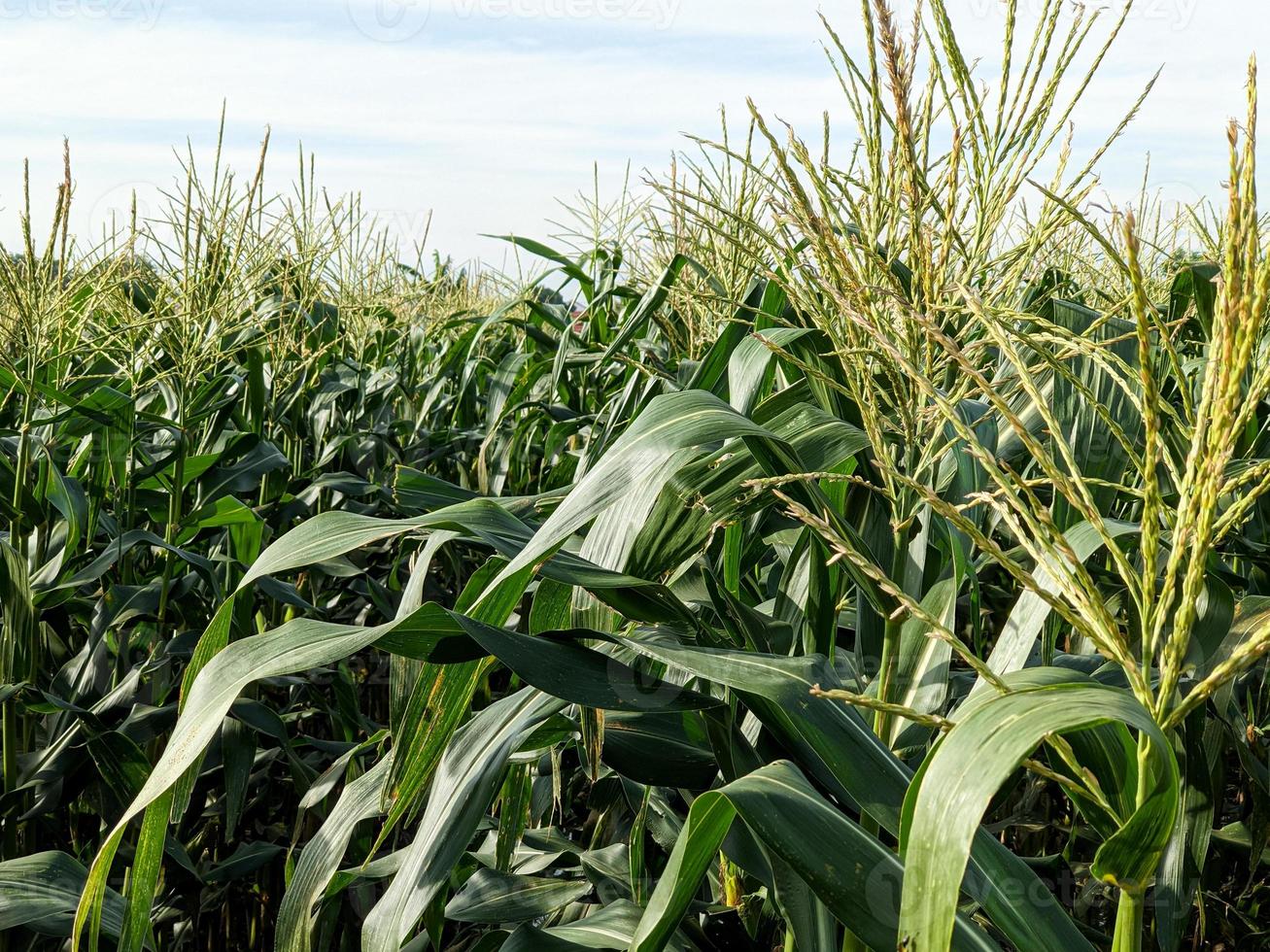 green corn field in plantation. the agricultural land of a green corn