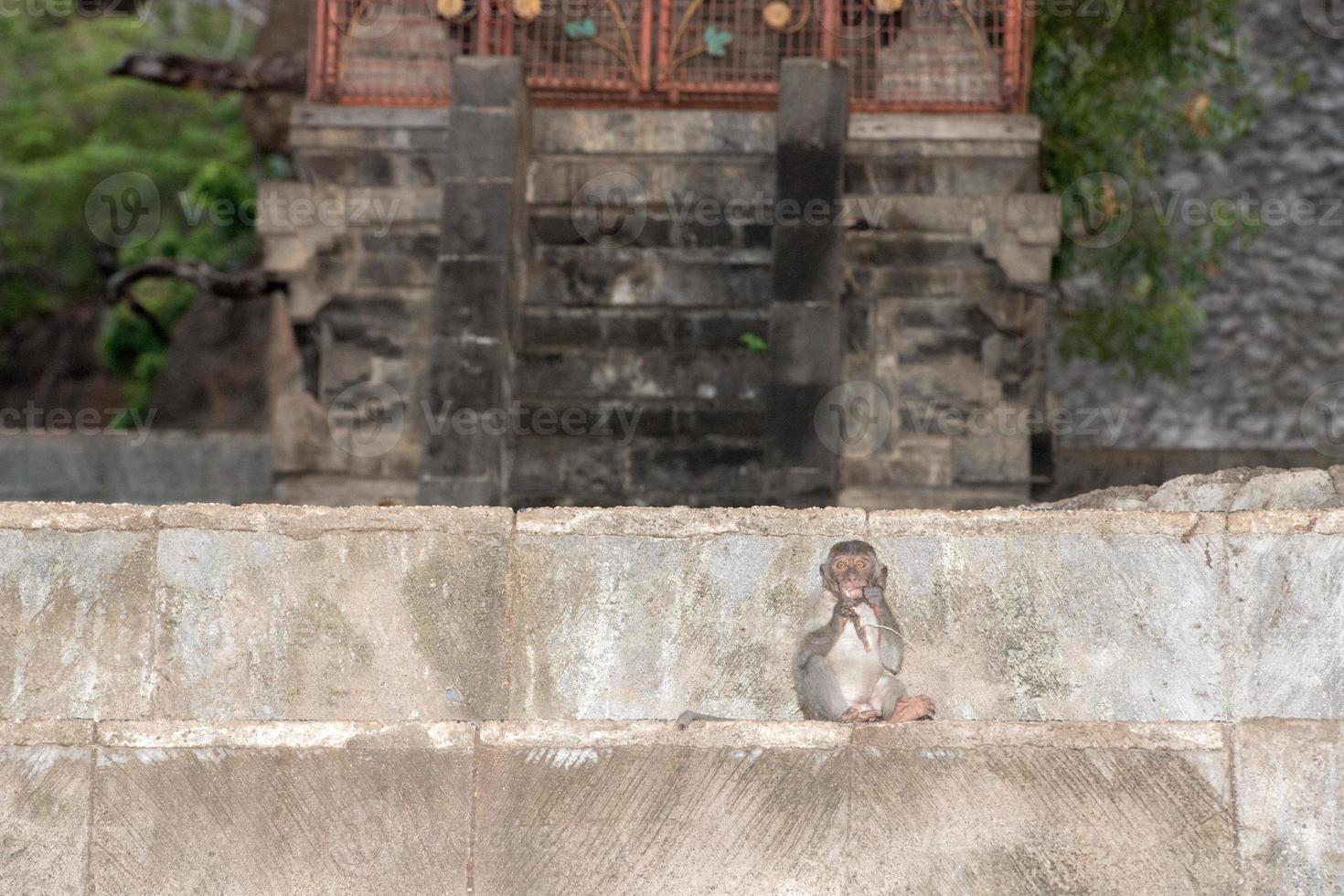 mono macque ape dentro del templo induista de bali foto